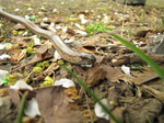 20110422 Slow-worm (Anguis fragilis) in Stradling Place